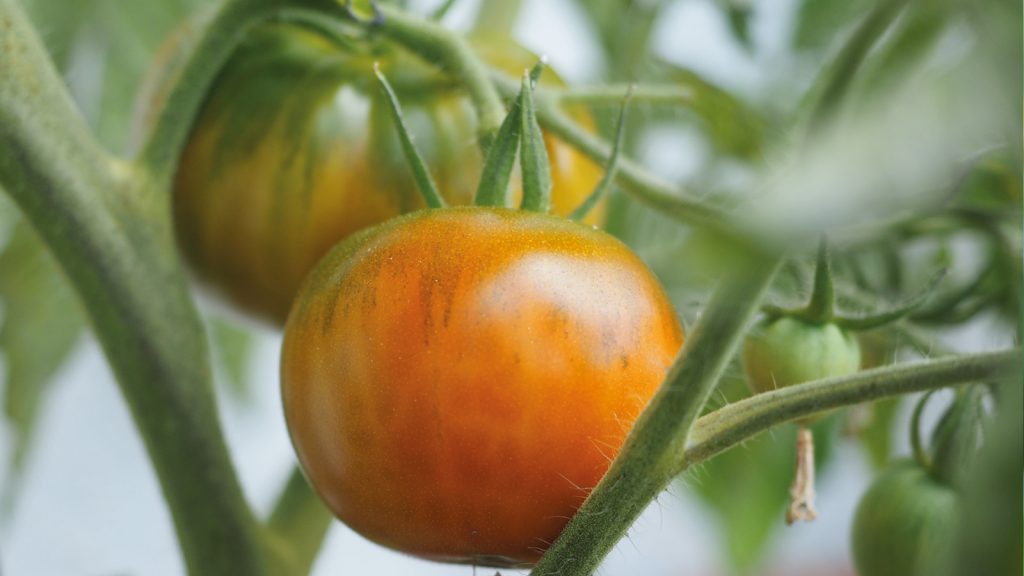 Tomatenzucht