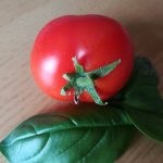 Tomatenzucht