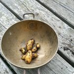 Kartoffelernte aus den Kübeln