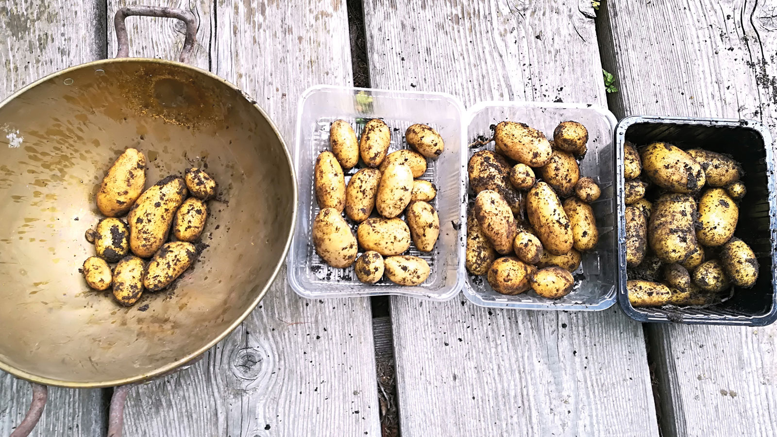 Kartoffelernte aus den Kübeln