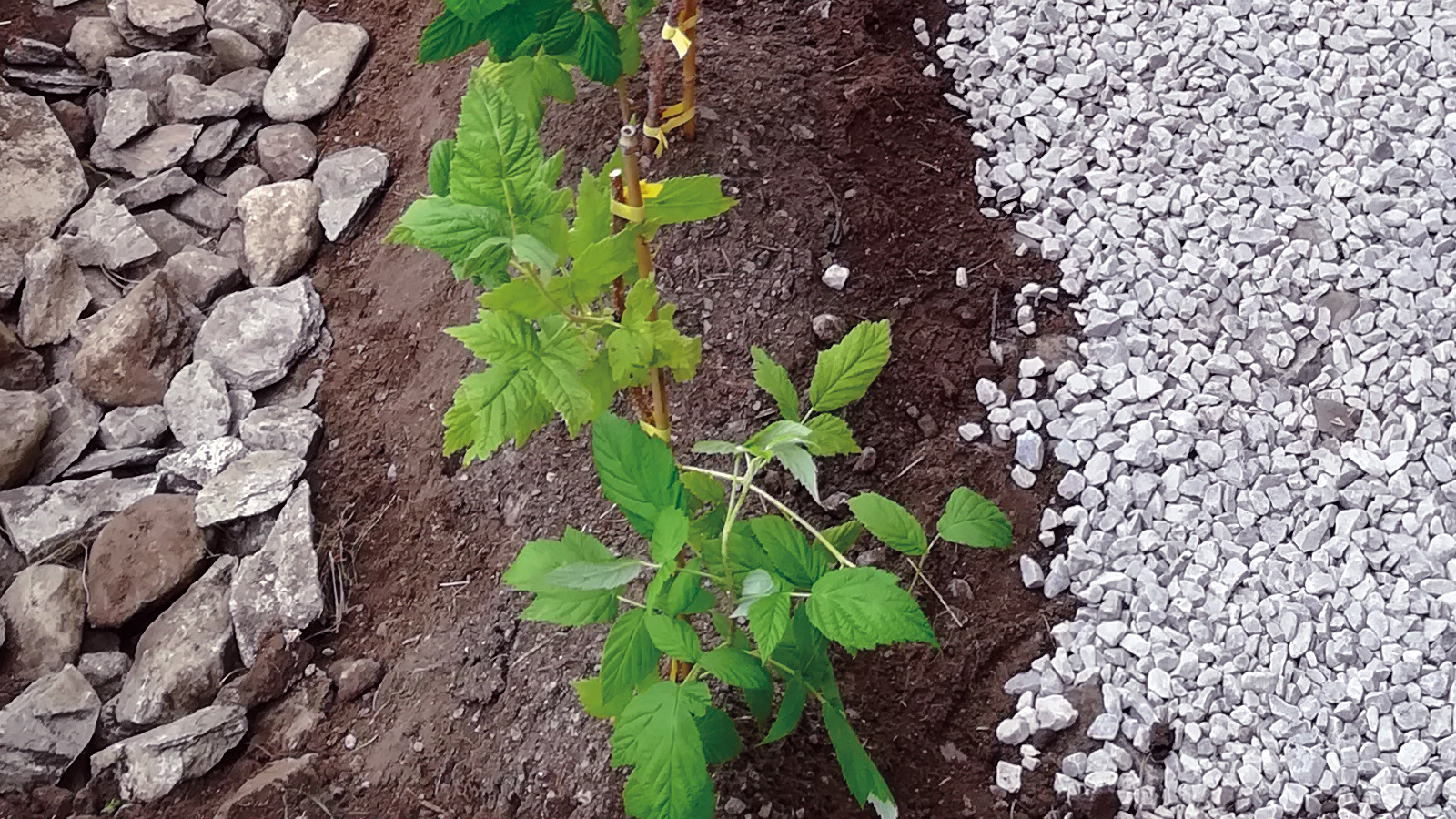 Himbeeren pflanzen