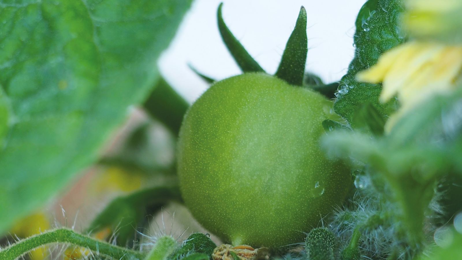 Tomatenzucht