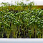 Bewässerungssystem für Jungpflanzen