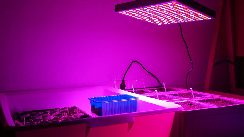 LED-Pflanzlampe über Jungpflanzen