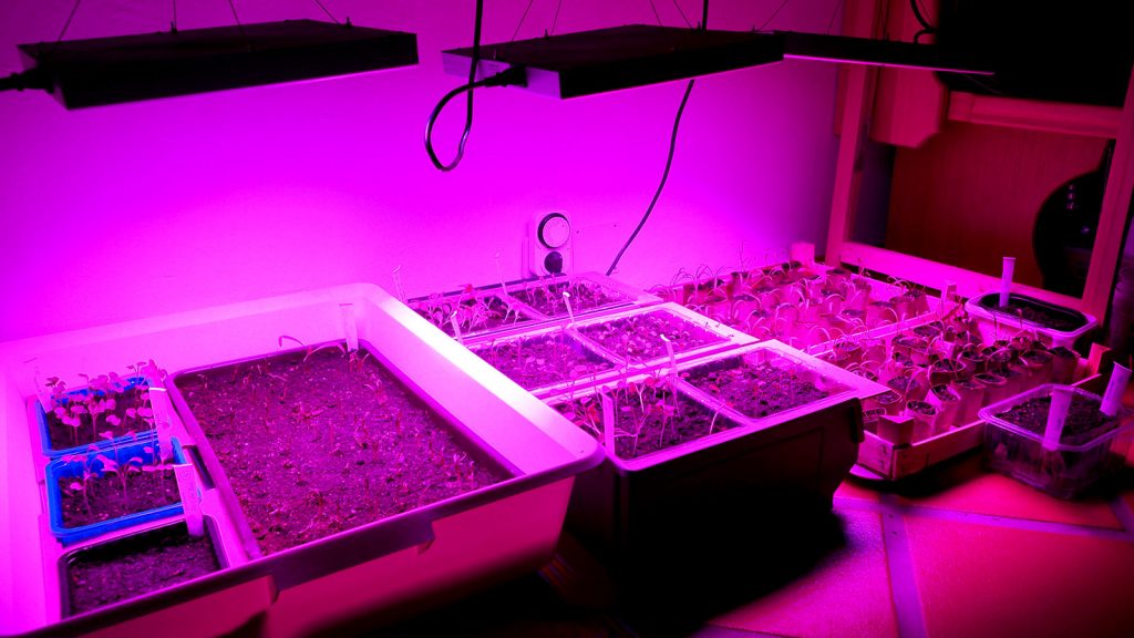 Jungpflanzen unter LED-Lichtern