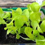 Kopfsalat - Jungpflanze