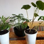 Tagetes und Kapuzinerkresse Jungpflanze