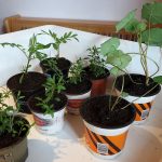Tagetes und Kapuzinerkresse Jungpflanze