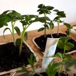 Tomatenjungpflanzen