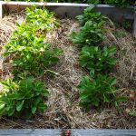 Erdbeer- und Knoblauchpflanzen