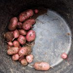Kartoffeln in Säcken anbauen - Ernte