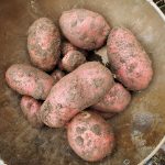 Kartoffeln im Kartoffelturm - Ernte