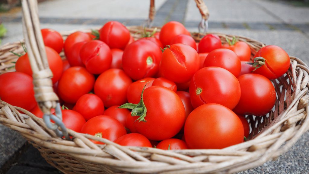 reife Tomaten im Korb
