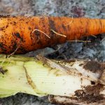 Karotte und Lauch frisch geerntet