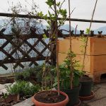 Unsere Mini-Kiwipflanzen