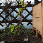 Super Jumbo ein der zwei weiblichen Kiwipflanzen
