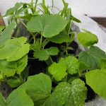 Jungpflanzen: Zucchini, Kürbis und Mais