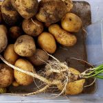 Wilde Möhre bei der Kartoffel-Ernte