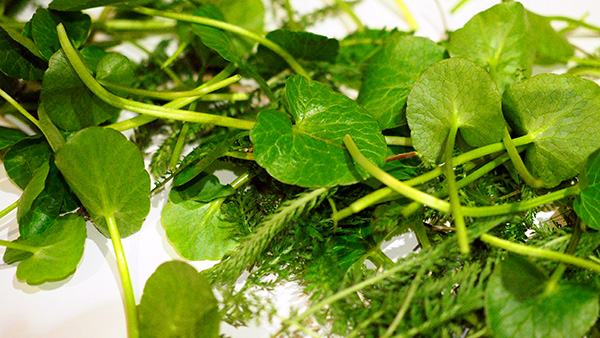 Nature and herbal village Irschen